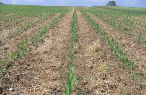 Cultivated strips