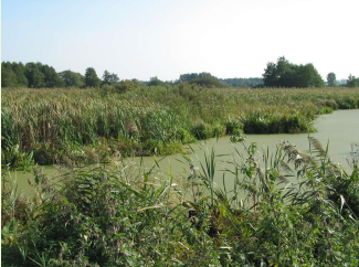 Natural wetlands in part of the river basin act as buffers