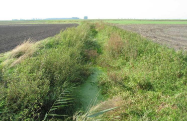 Riparian buffers along drainage ditches are rare