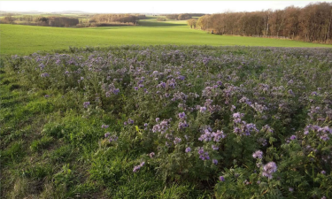 Cover crop