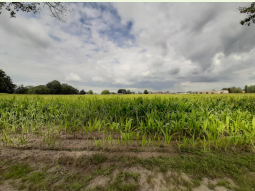 Crops impacted by drought