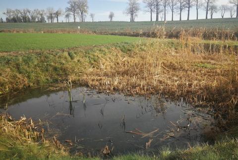 Sedimentation pond Terespolis village, Kėdainiai district 06/11/2020 Photo: Jovita Mėžinė