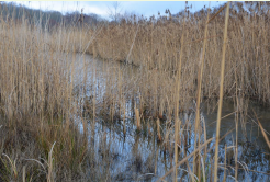 Agricultural land impacted by flooding episodes
