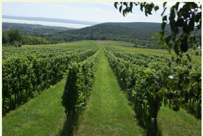 Green cover between rows