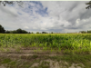 Crops impacted by drought