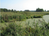 Natural wetlands in part of the river basin act as buffers