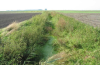 Riparian buffers along drainage ditches are rare