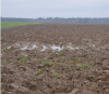 Agricultural land impacted by soil erosion