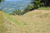 Spreading green hay on the slope, CBNA